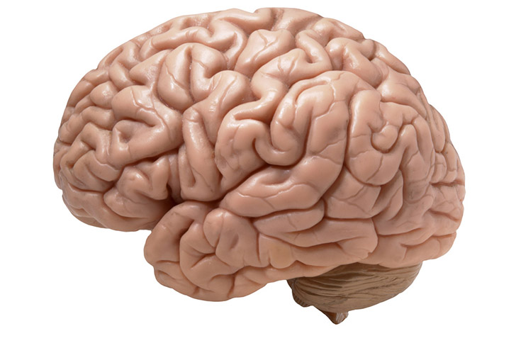 Our brains get 'slacker' as we age: study